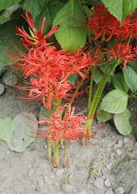 ���£���ܹ�1V1��